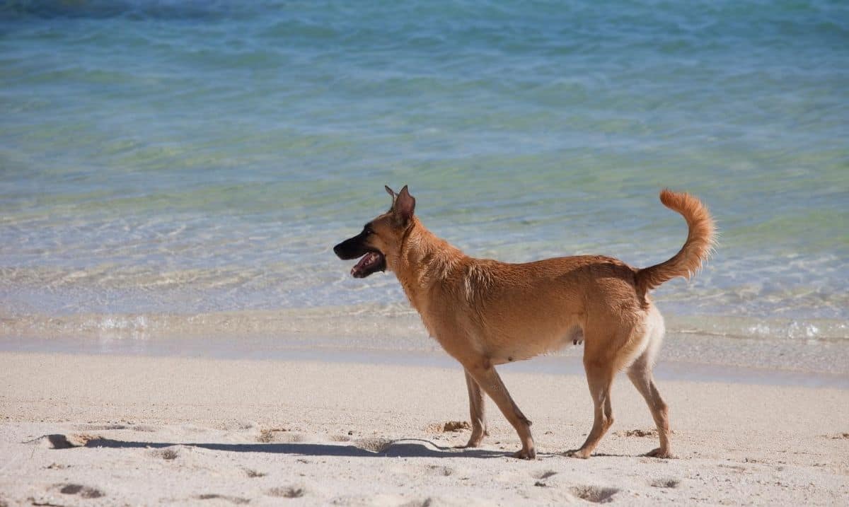 brown dog with a black muzzle standing on a beach, staring off into the distance