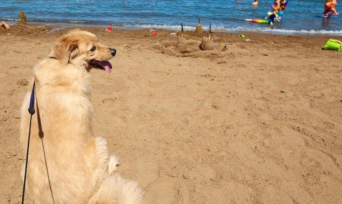 golden retriever sitting on a beach, on a leash, with a sand castle in front of it and people laying in the water