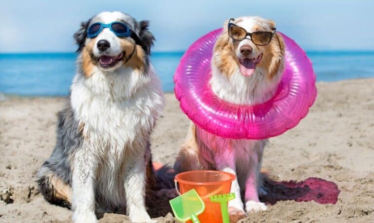 two black, brown and white dogs sitting on the beach, sunglasses on, surrounded by dog toys