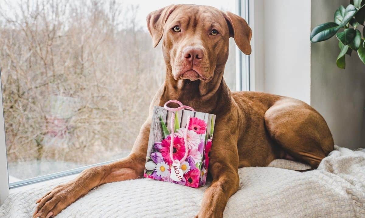 brown dog sitting beside a window, a gift bag in front of it with a gift tag that says Mom