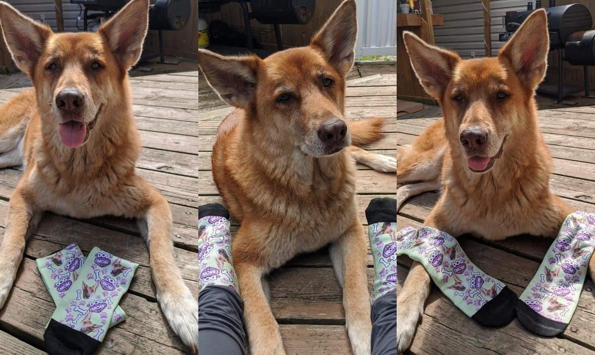 Brown German Shepherd dog in a collage with a pair of custom pet socks showing her face