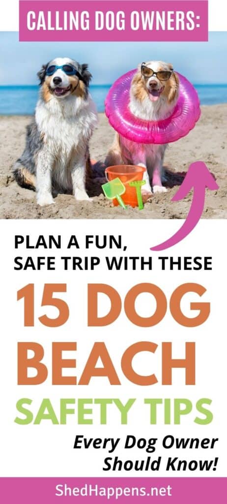 two black, brown and white dogs sitting on the beach, sunglasses on, surrounded by dog toys with the title 15 dog beach safety tips