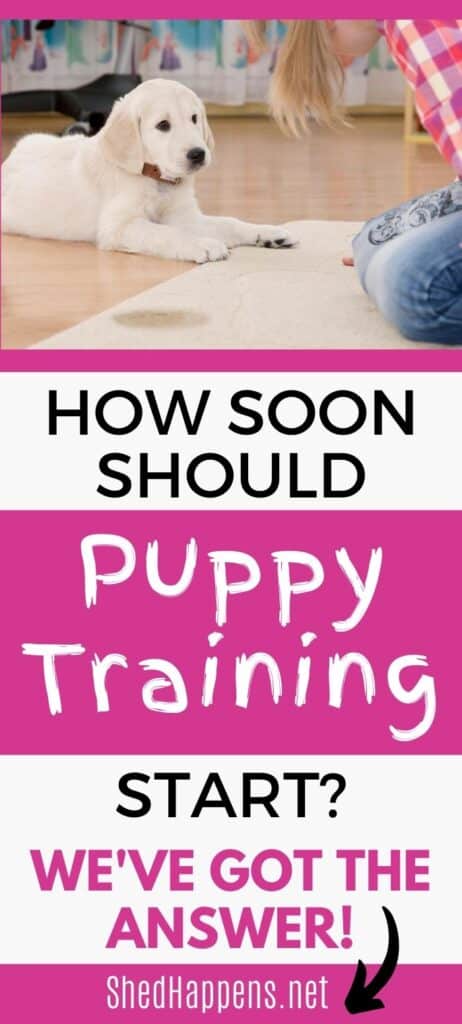 golden lab puppy laying on a hardwood floor next to a rug with a spot on it, a person in a red plaid shirt sitting in front of it with the question how soon should puppy training start?