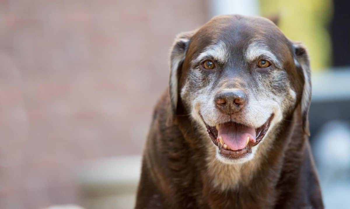brown senior dog with greying around the muzzle and face, staring directly into the camera with a happy expression