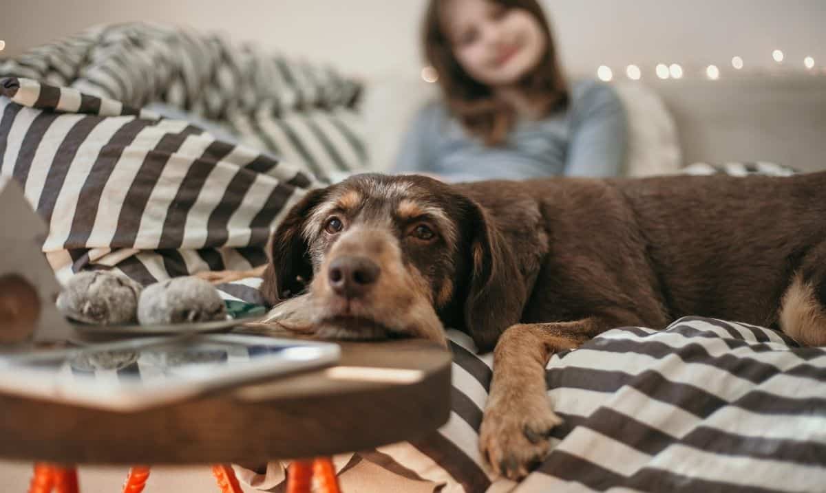 brown, tan and grey senior dog laying on a couch, on top of a striped blanket, resting it's head on the table