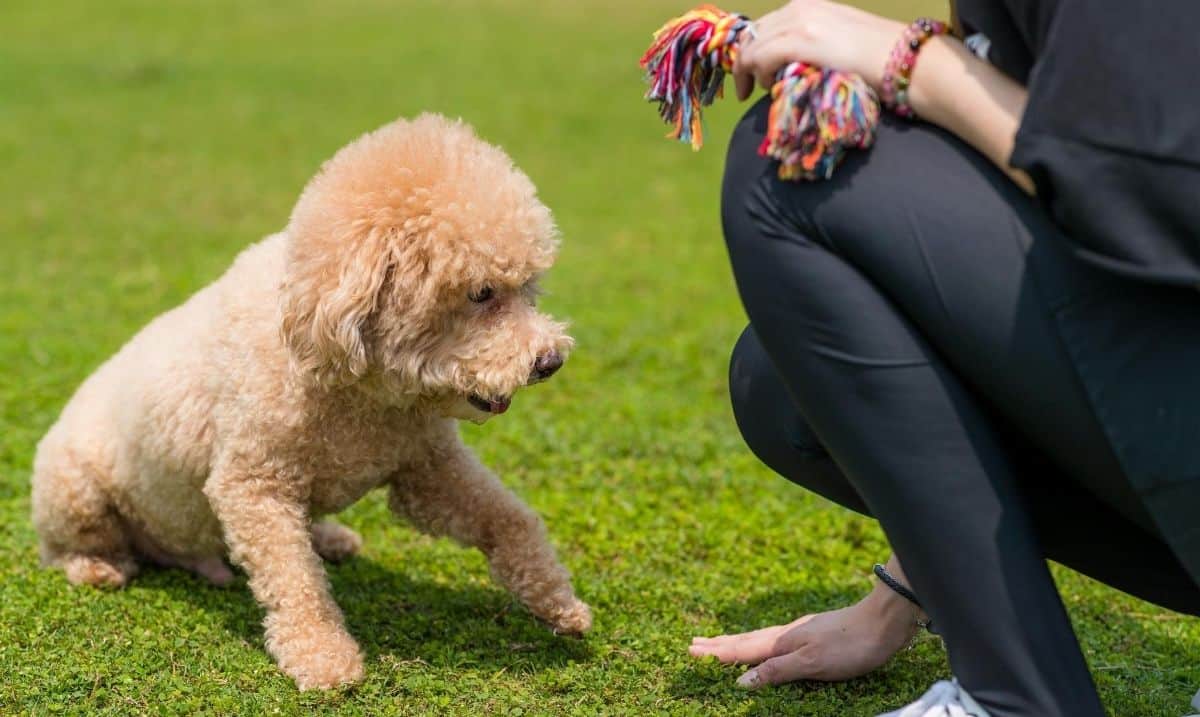 small light brown puppy starting to lay down, a person holding a dog toy crouching in front of it gesturing to the ground