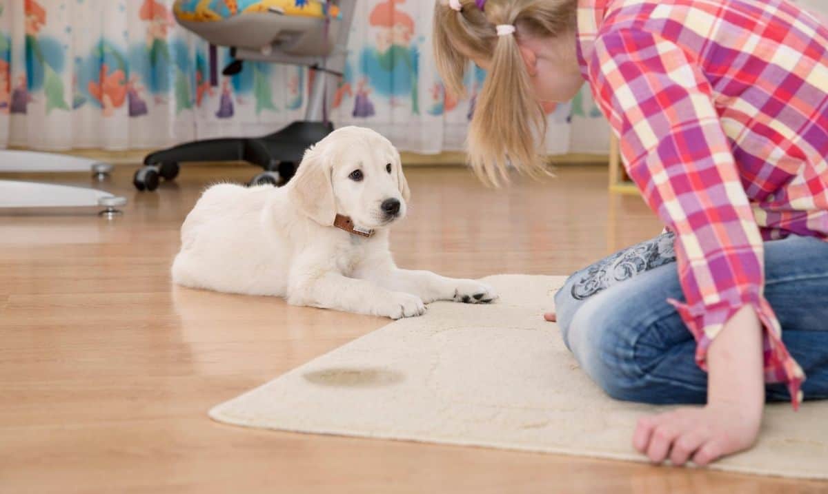 golden lab puppy laying on a hardwood floor next to a rug with a spot on it, a person in a red plaid shirt sitting in front of it