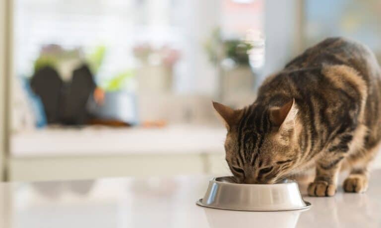 brown and grey tabby cat standing on a kitchen counter, eating out of a stainless steel cat dish