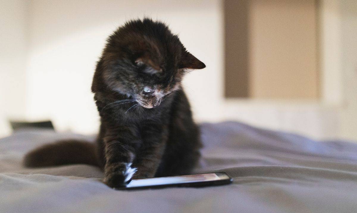 small black kitten sitting on a bed, staring at a smartphone on the bed in front of it with the screen lit up
