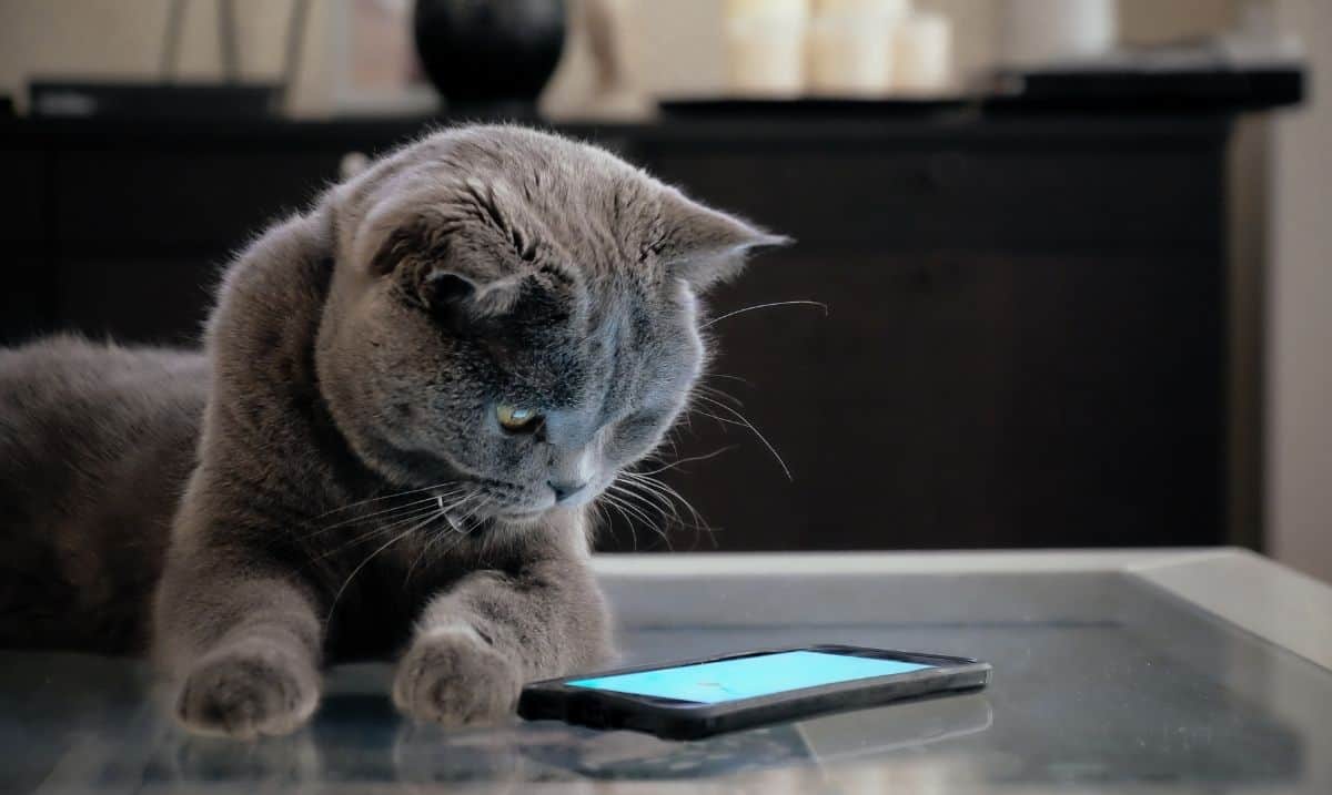 silver grey cat laying on a glass coffee table, staring at a smartphone laying on the table in front of it with the screen lit up