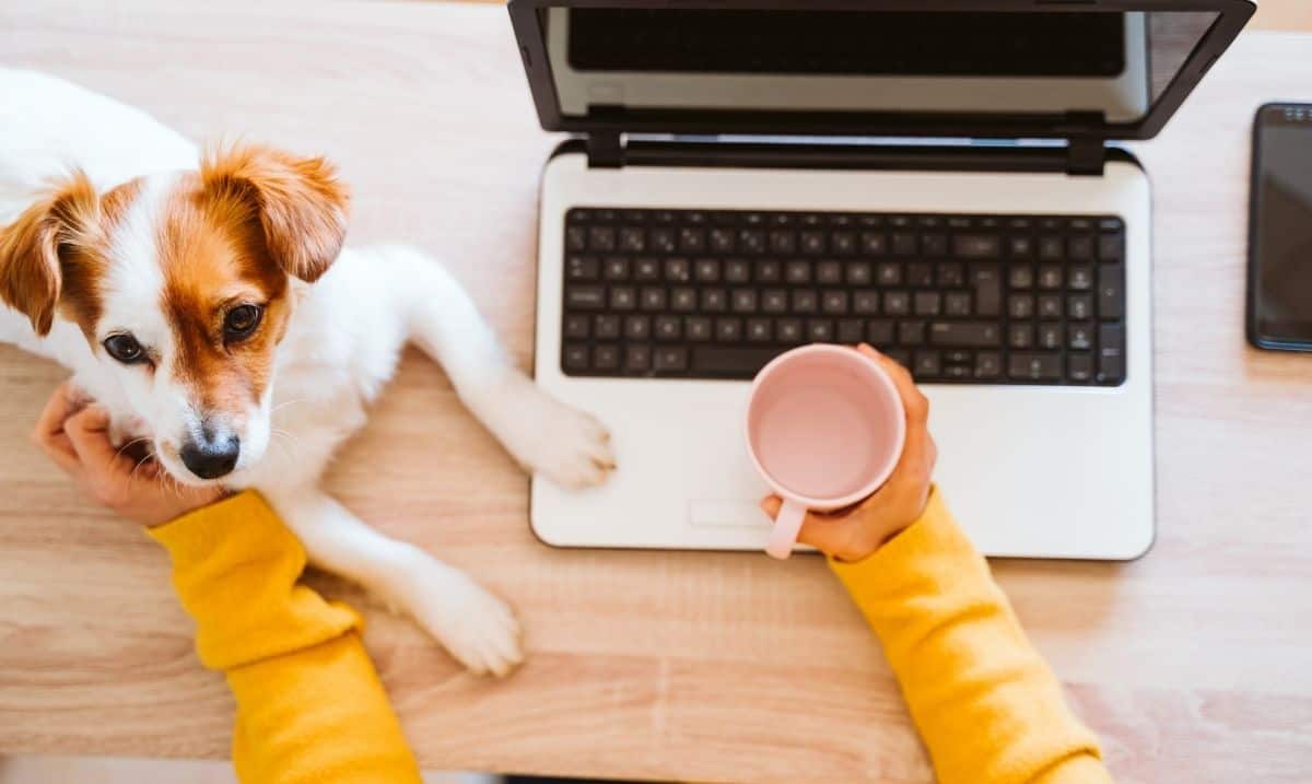 small white and brown dog laying on a wooden desk next to a laptop, being pet by someone wearing a yellow sweater