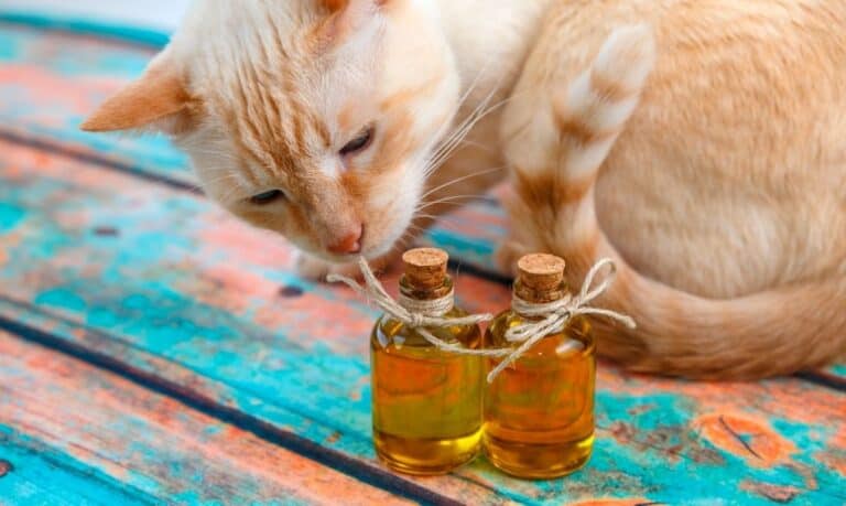 orange tabby cat sitting on an orange and blue distressed wood surface, smelling two small glass vials of an unidentified oil