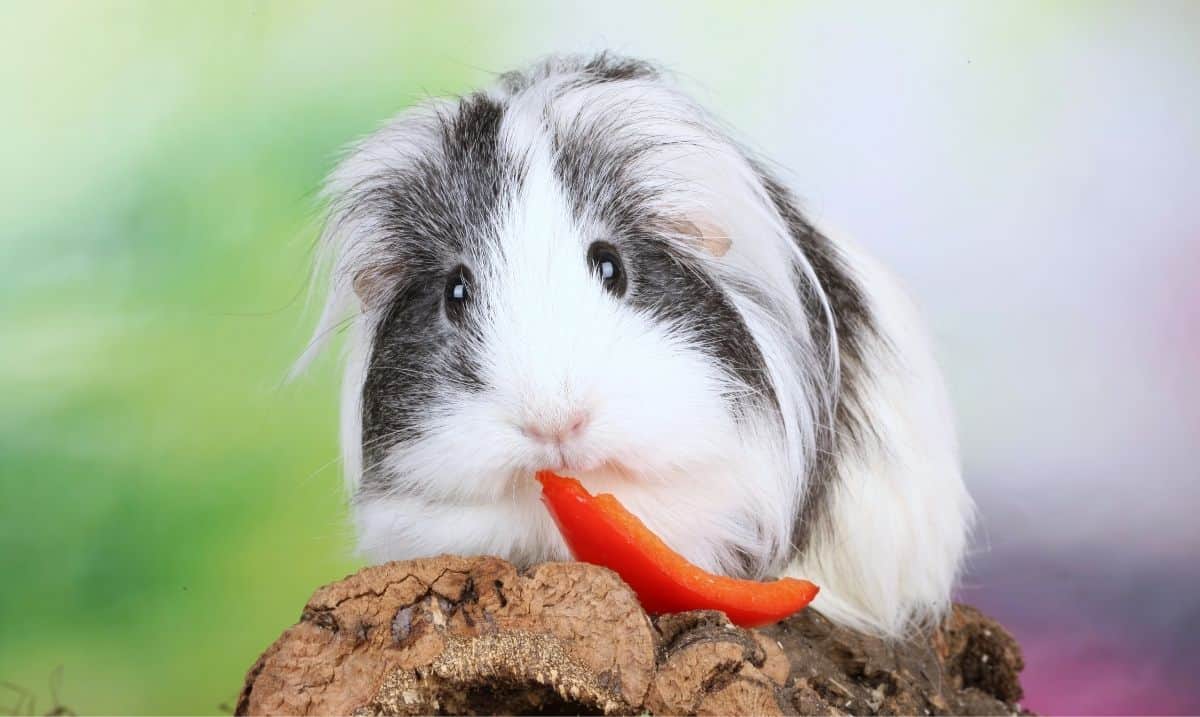 A grey and white guinea pig standing on a wooden log, with a slice of red bell pepper in front of it.