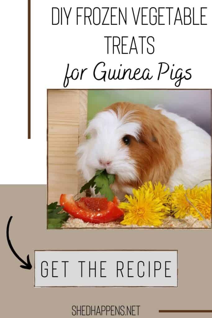 A brown and white guinea pig standing beside a wood pet home with a selection of fresh vegetables in front of it including red bell pepper, leafy greens and dandelions. It is eating the leafy greens. With the text DIY Frozen Vegetable Treats for Guinea Pigs.