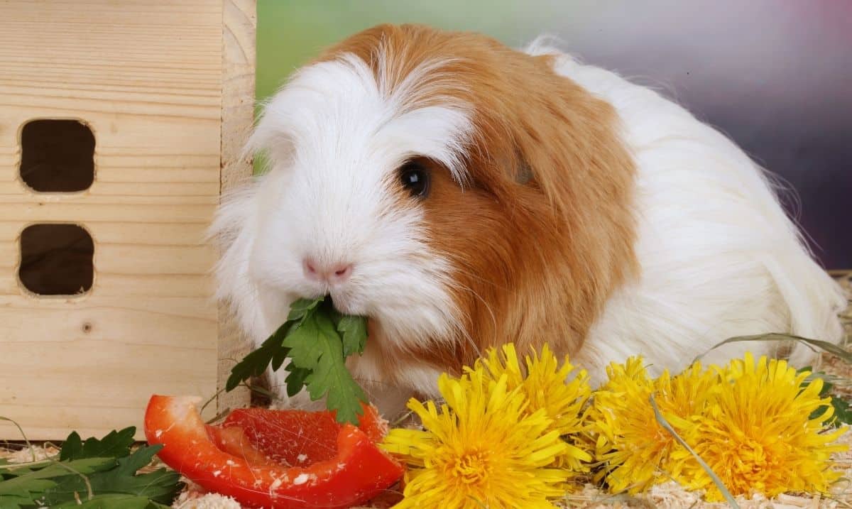 A brown and white guinea pig standing beside a wood pet home with a selection of fresh vegetables in front of it including red bell pepper, leafy greens and dandelions. It is eating the leafy greens.