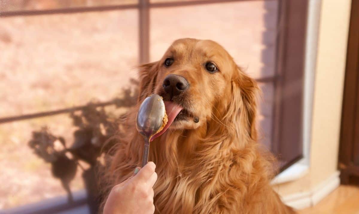 light brown retriever licking peanut butter from a silver spoon