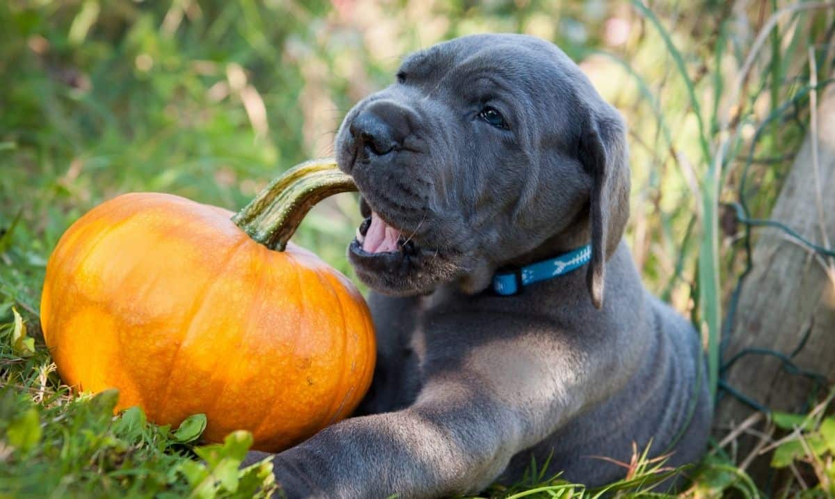 large dark grey puppy with a blue collar laying in the grass, chewing on the stem of a pumpkin