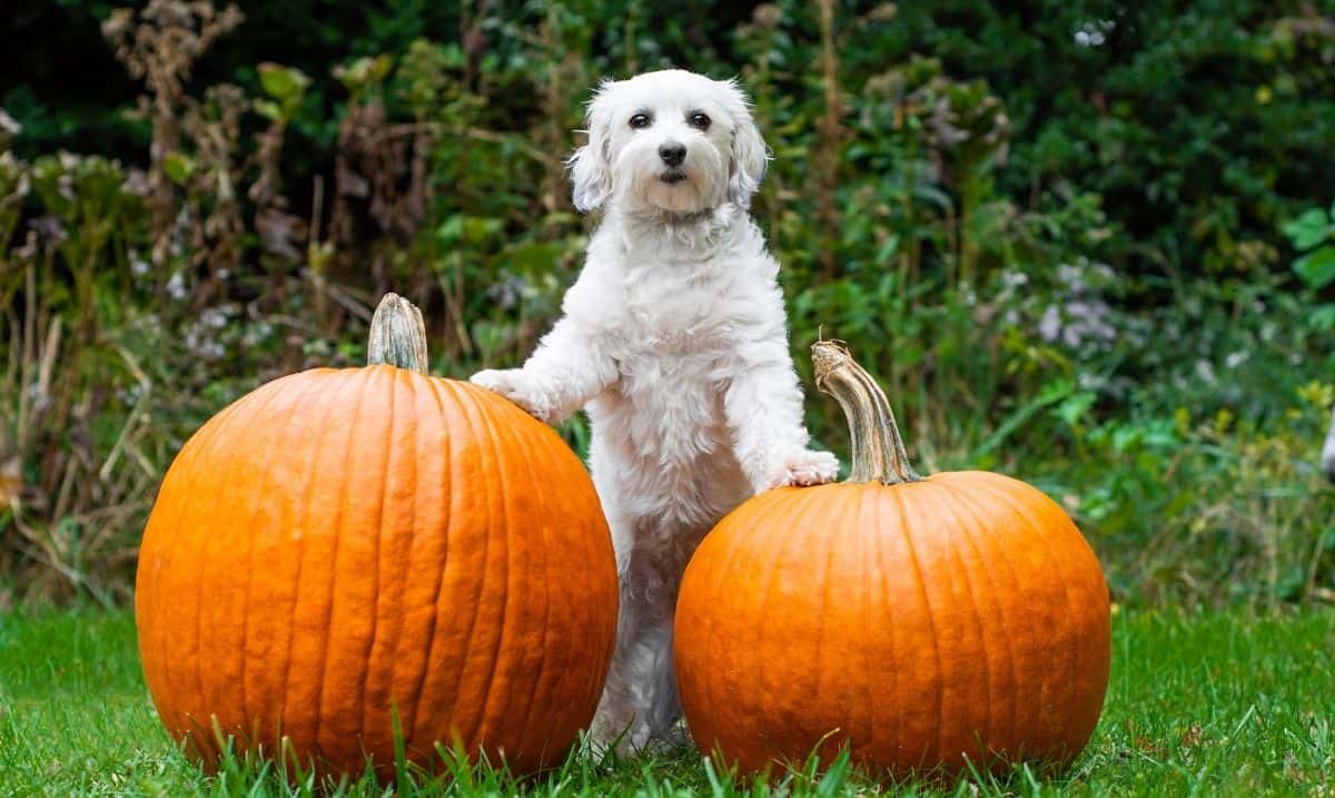 white dog with curly coat outdoors in the grass, standing on it's hind feet, it's front feet on 2 large pumpkins