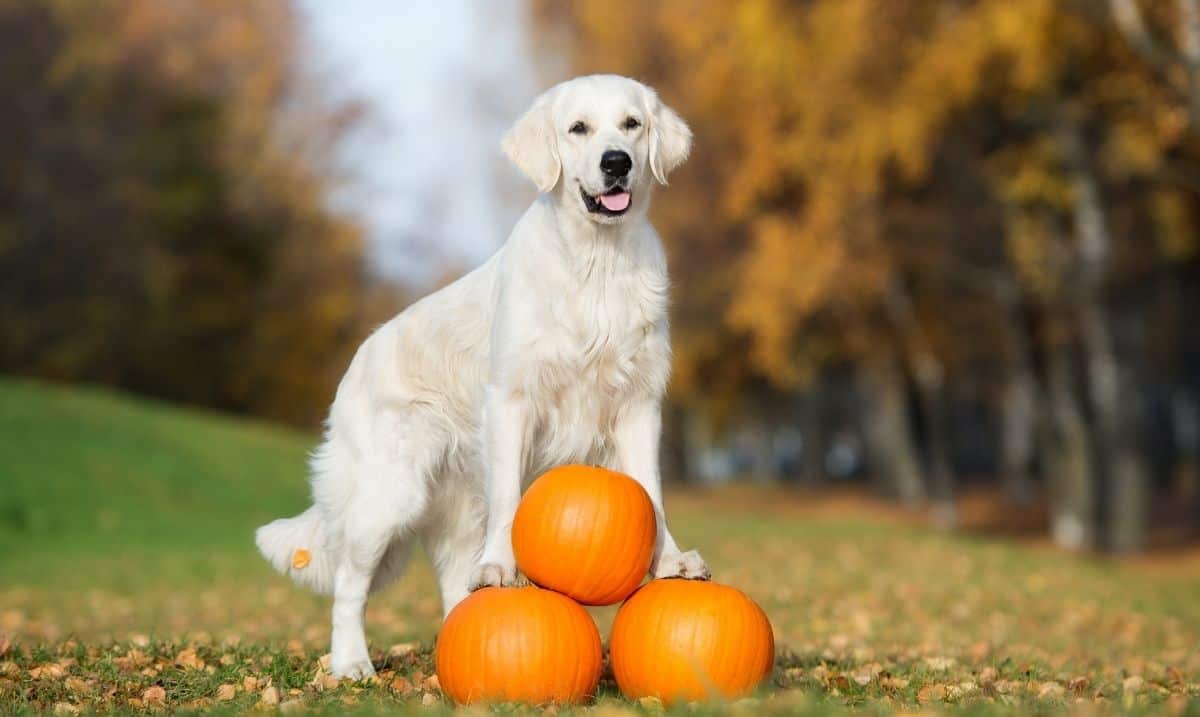 Golden retriever standing outdoors during the fall, surrounded by fallen leaves, it's front paws on a pile of 3 pumpkins