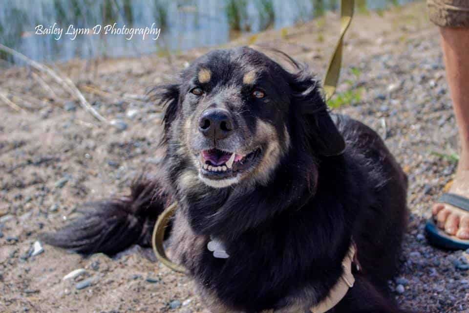 black dog with tan markings, wearing a tan harness and green leash, laying in the sand at a beach, water in the background