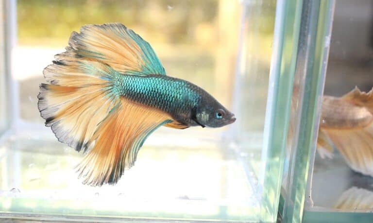 blue and pale orange betta fish swimming inside a glass tank