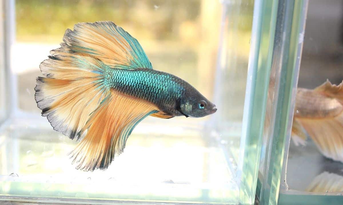 blue and pale orange betta fish swimming inside a glass tank