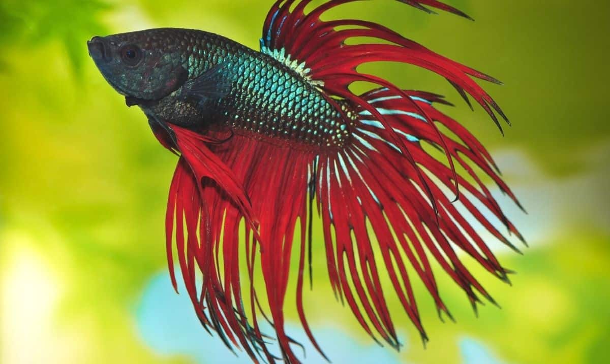 betta fish with a blue/green body and red fins swimming in front of a green background