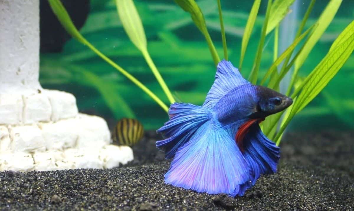 blue and black betta fish with a red fin swimming in a tank with a white stone building behind it and a green plant beside it