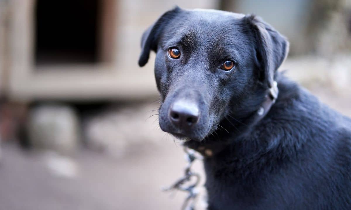 face of a black dog it's head tilted slightly, brown eyes looking forward. Dog is chained and outdoors.