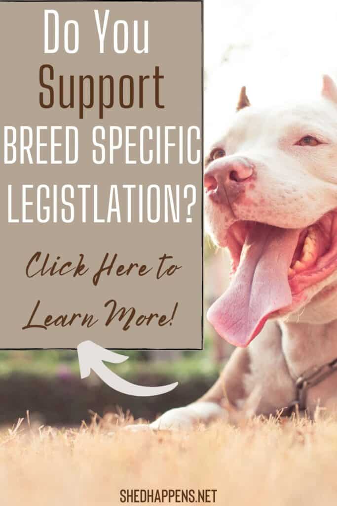 white and light brown coloured pit bull dog laying in the sun with text asking do you support breed specific legislation?