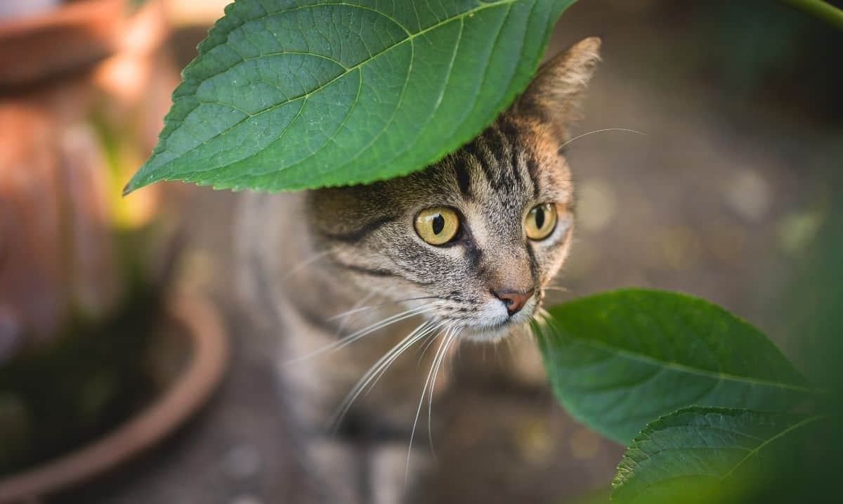 tabby cat sitting outdoors, hiding behind the leaves of a plant