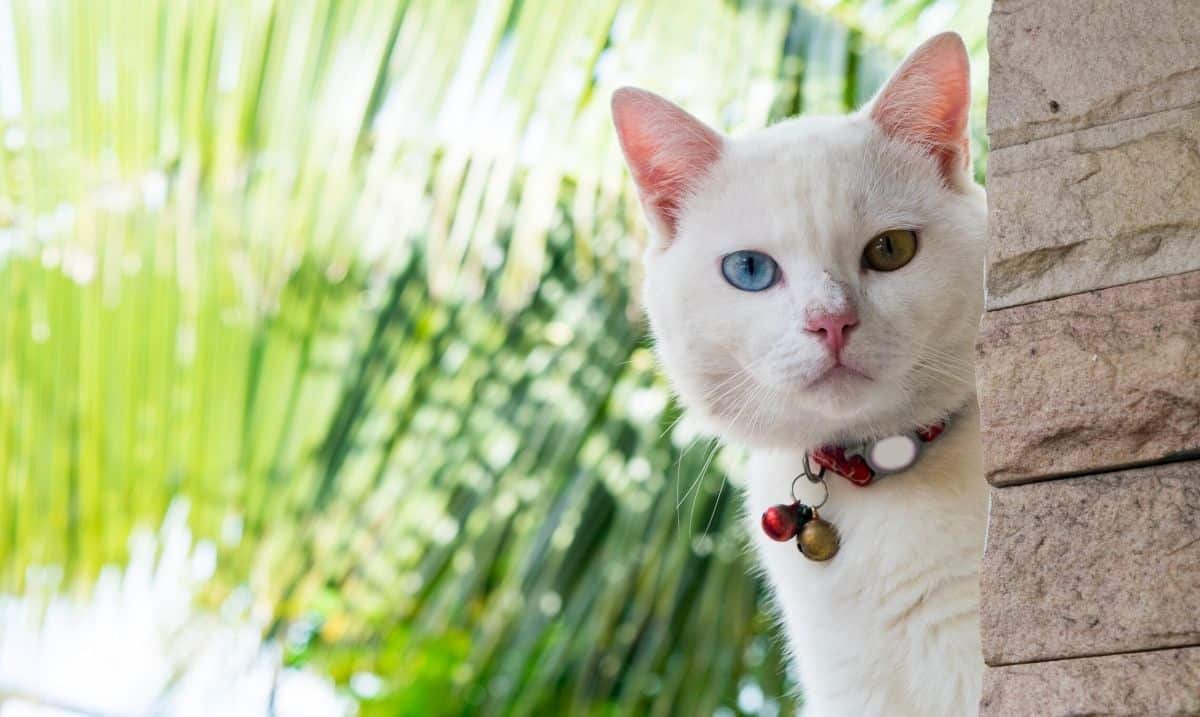 white cat with one blue eye and one green eye, wearing a red collar with a red bell and a gold bell, outdoors peeking around the corner of a brick wall