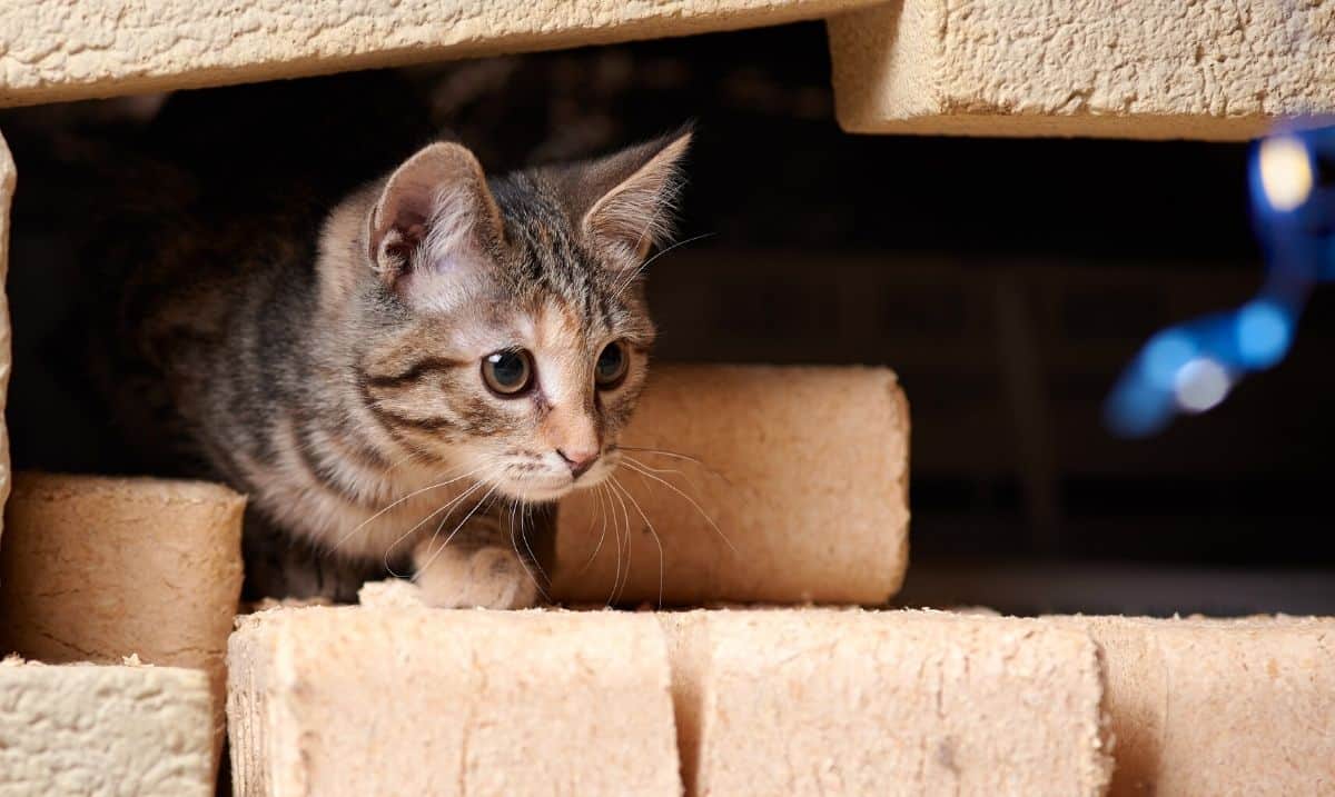 small grey tabby cat peeking out from inside of a space between tan coloured bricks