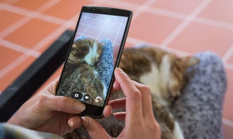 small orange and white cat curled up asleep in someone's lap as the person takes a picture of it with a smartphone