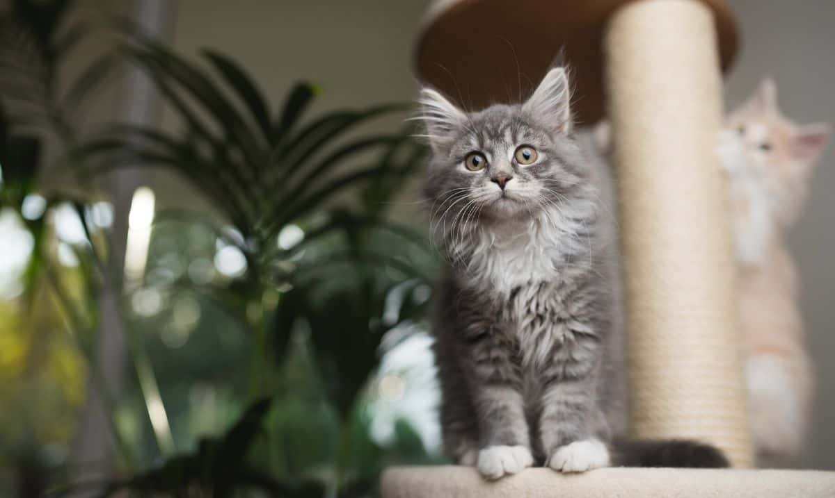 small grey tabby cat standing on a cat scratch post with a white and orange cat scratching the post in the background