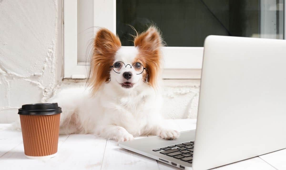 small white and brown dog sitting at a desk in front of an open laptop, wearing wire glasses with a brown paper coffee cup beside it