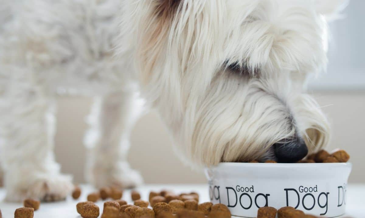 small white dog eating dog kibble from a white ceramic dog dish with the words 'good dog'