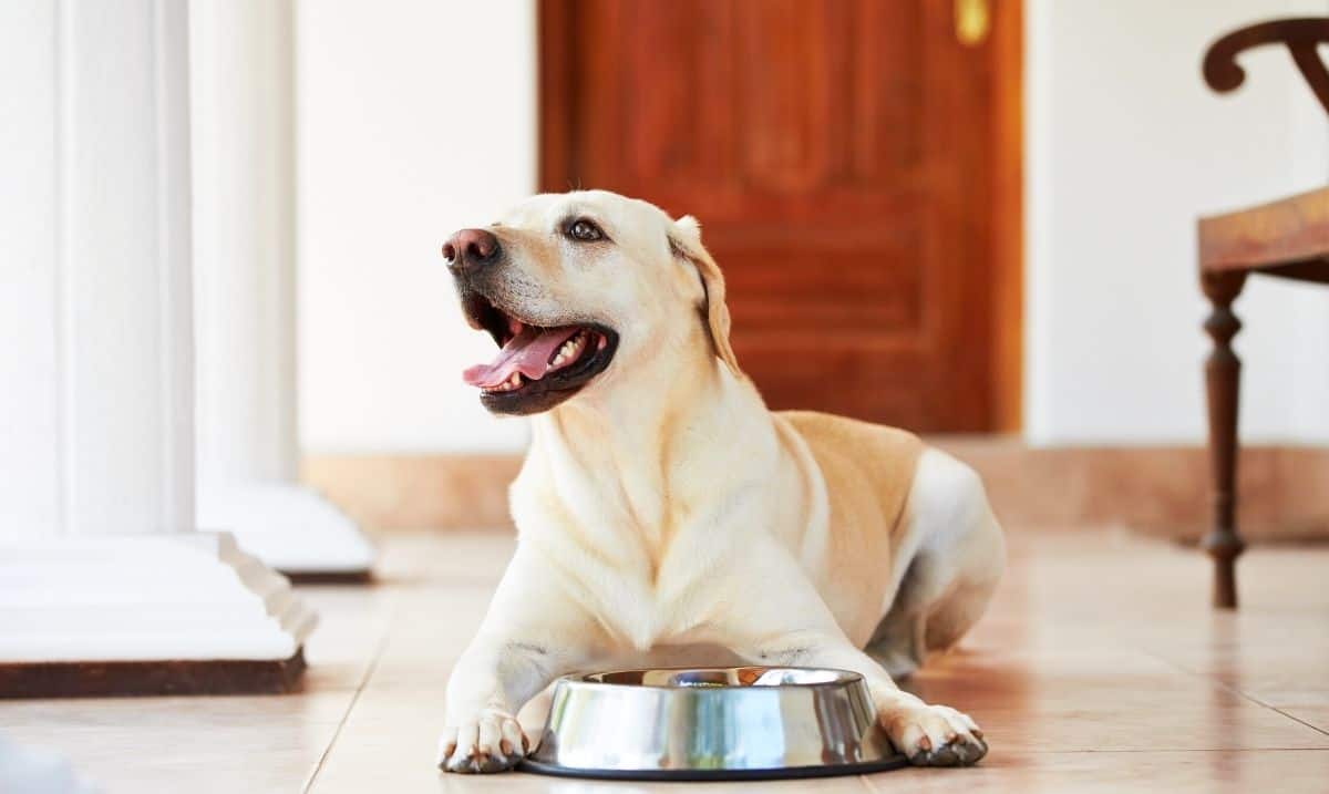 golden lab dog laying on a tile floor in front of a wooden door with a stainless steel dog dish between it's front legs