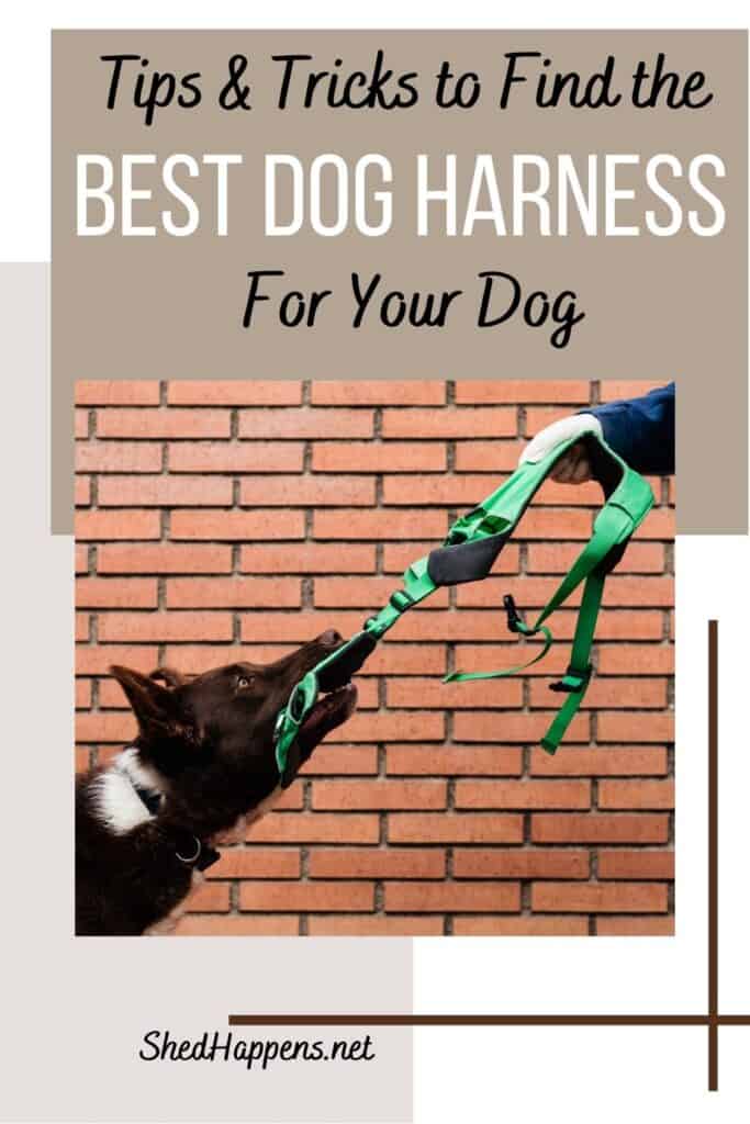 brown dog with white spots tugging on a green harness that is being held by a person in front of them with text discussing how to find the best dog harness to stop pulling