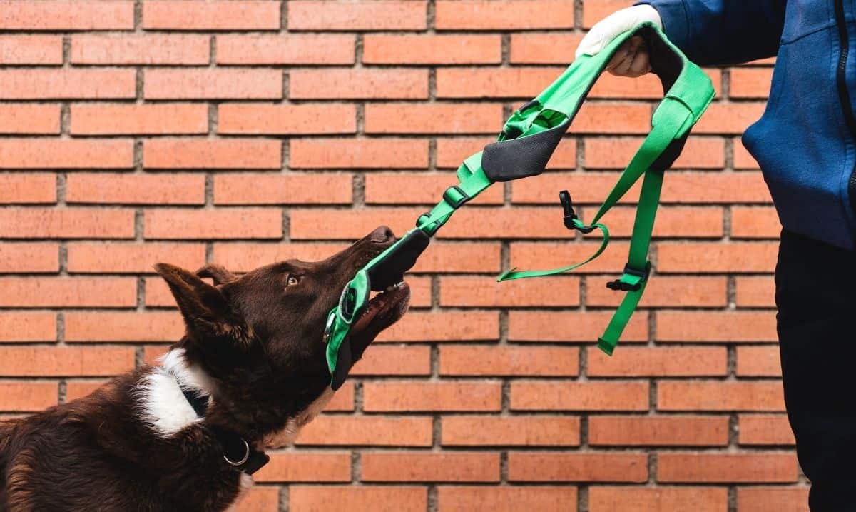 brown dog with white spots tugging on a green harness that is being held by a person in front of them