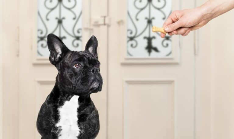 black and white dog sitting in front of a set of white doors with ornate black decorations in the windows, looking at a hand holding out a dog treat
