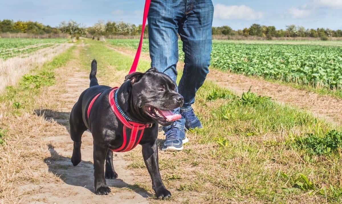 medium-sized black dog walking with a person in jeans and running shoes through a field, wearing a red and black back clip harness
