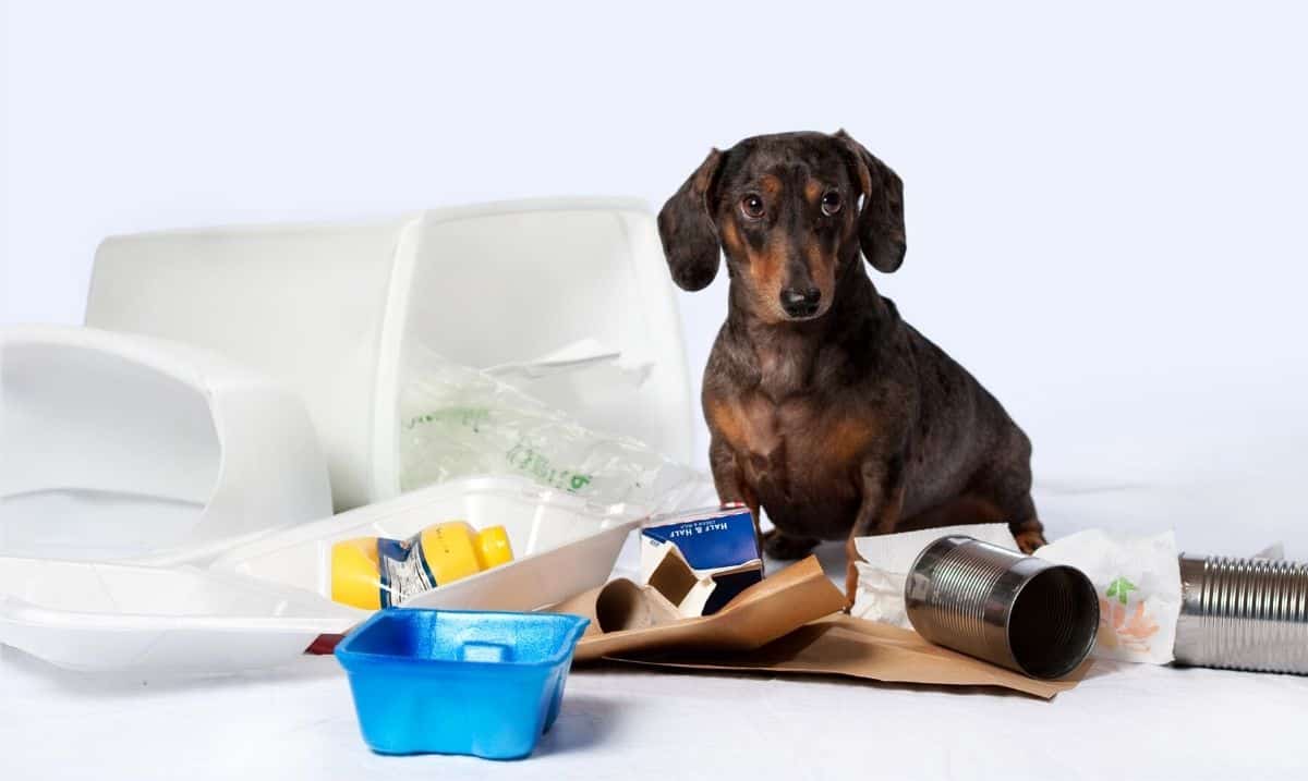 small black and brown dachshund sitting on a white surface, in front of a white backdrop, next to a garbage bin on it's side, spilling out garbage and recyclables all around it