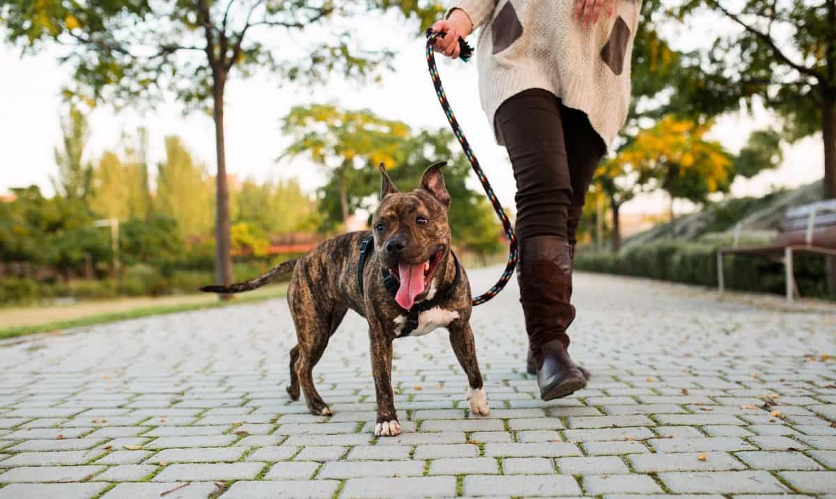 brindle and white bully dog on a leash, being waked by a woman in dark brown leggings and dark brown knee high boots on a cobblestone walkway outdoors