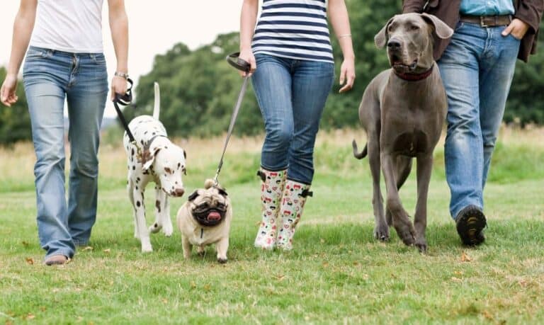 A Dalmatian, a Pug and a dark grey Great Dane each being walked on leash by a different person in a row together, outside in a grassy area.
