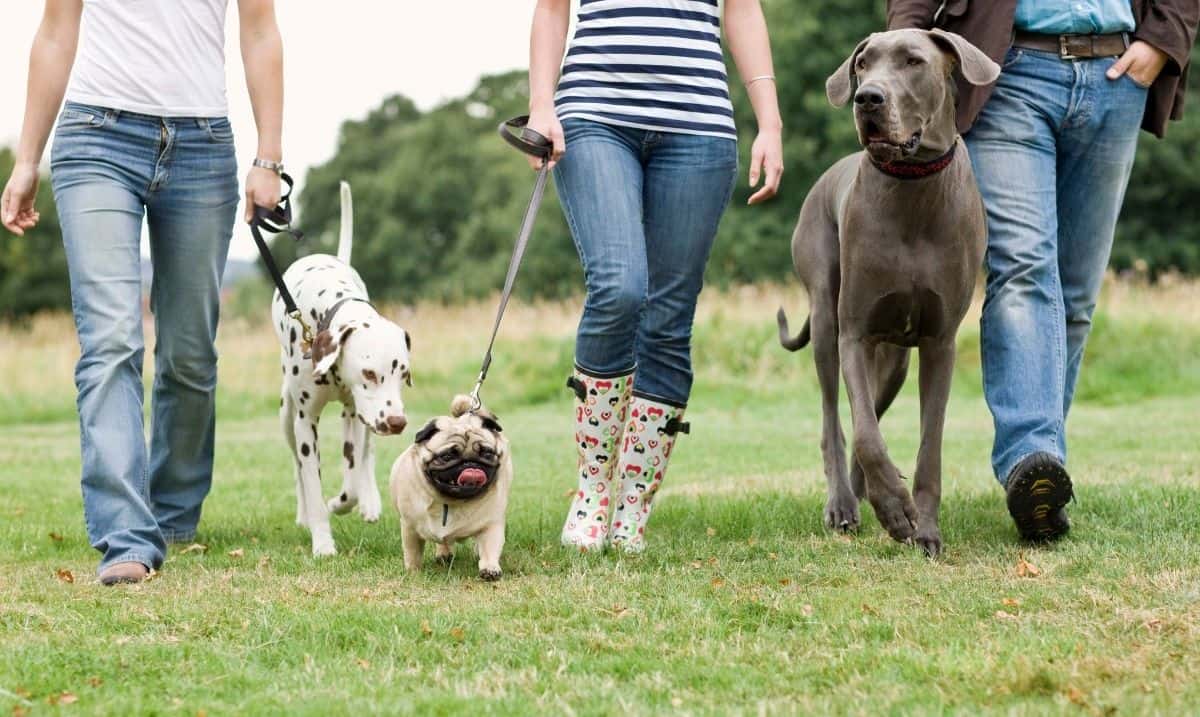 A Dalmatian, a Pug and a dark grey Great Dane each being walked on leash by a different person in a row together, outside in a grassy area.