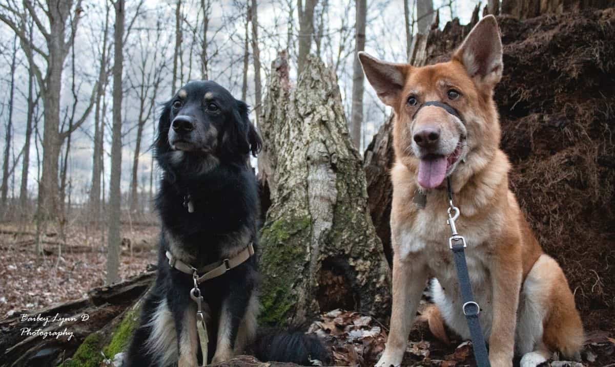 Black dog with brown markings and a brown dog both on-leash sitting in a forest area, in front of a fallen tree