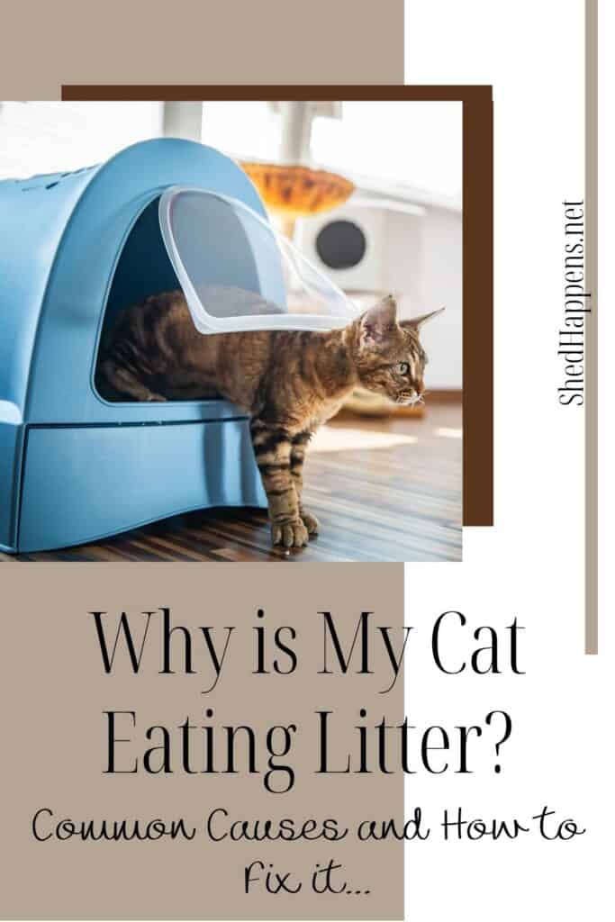 brown tabby cat stepping out of a blue covered litterbox onto a wooden floor with the text Why is my cat eating litter? 