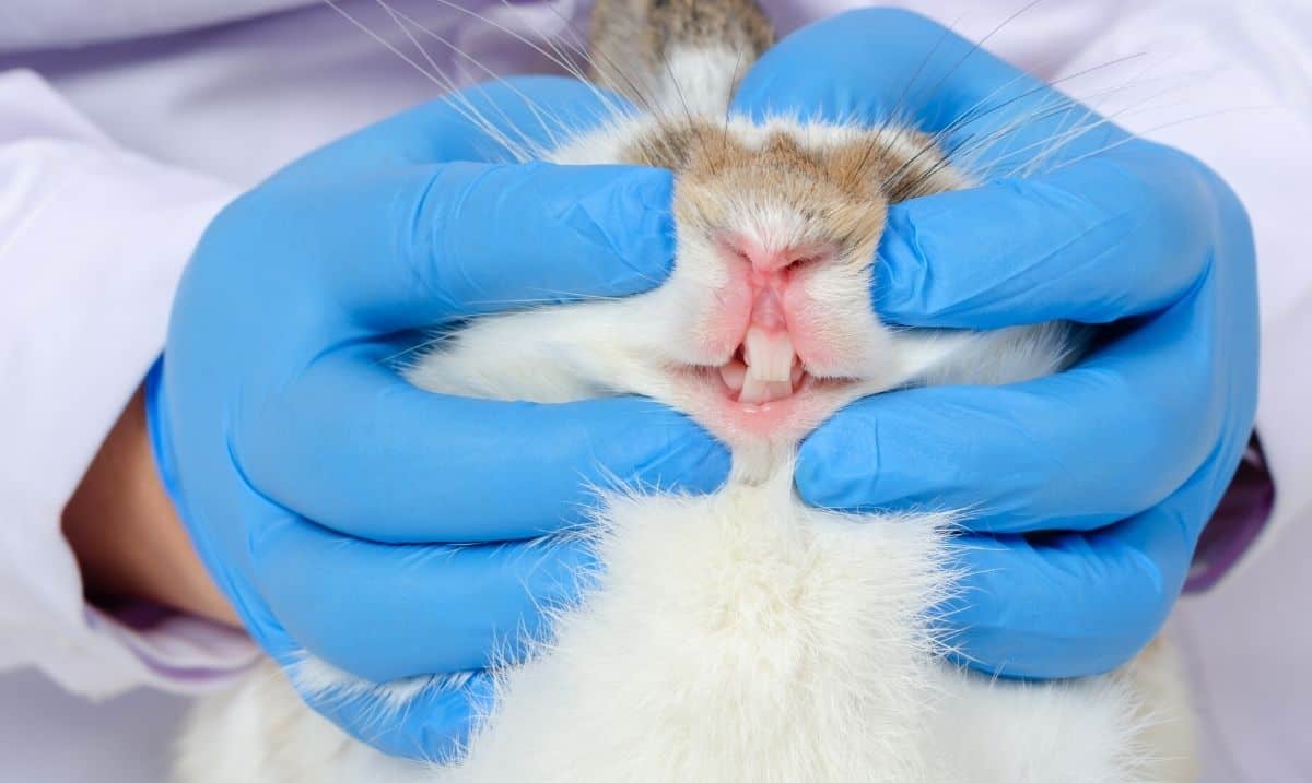 blue gloved hands holding a rabbit's head in order to show and examine it's front teeth