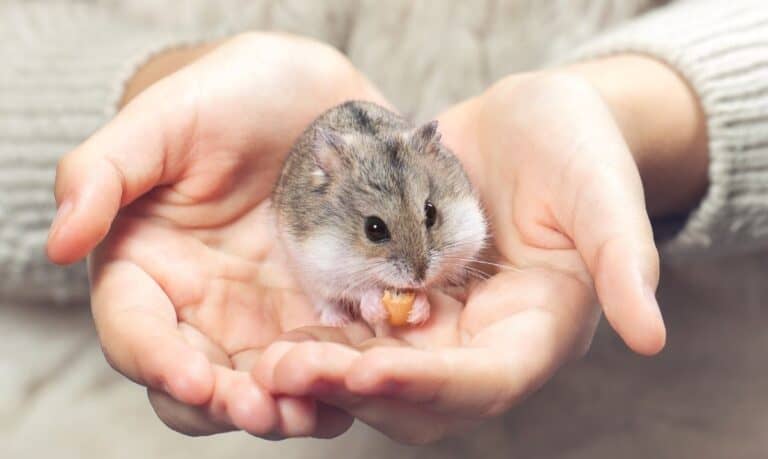 small grey and white hamster eating a carrot while being held in someone's hands